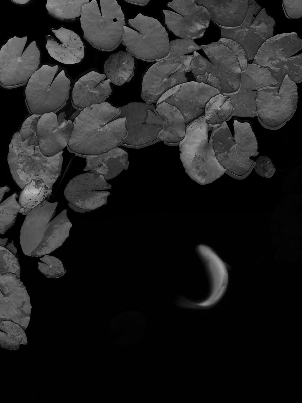 Fine art photography by Mario Tarantino - Black and white image of water lilies with a crescent moon in the background